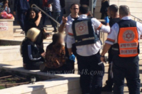 للمرة الثانية - تمديد اعتقال الفتاتين القاصرتين المشتبهتين بتنفيذ عملية الطعن بالرملة